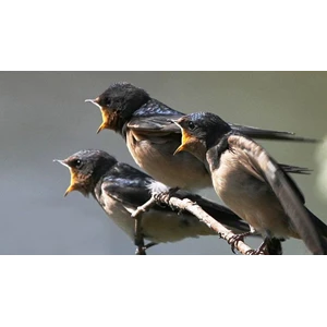Burung walet